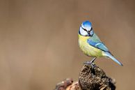Blue tit (Cyanistes caeruleus) by Dirk Rüter thumbnail