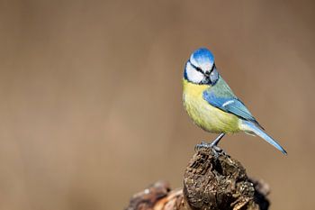 Blue tit (Cyanistes caeruleus)