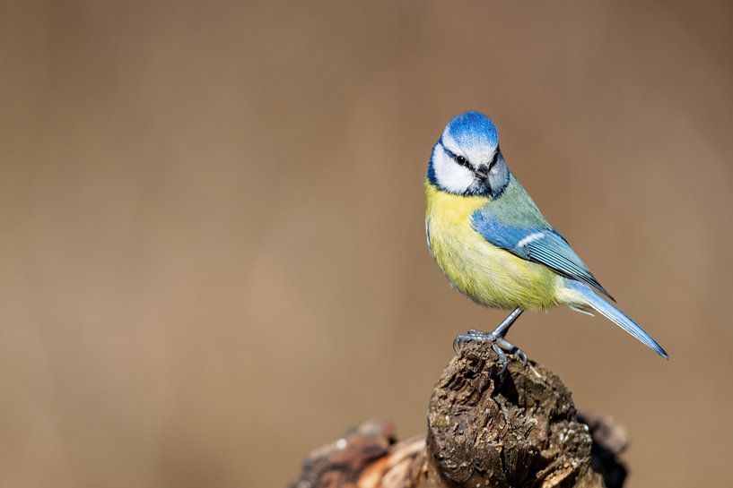 Blue tit (Cyanistes caeruleus) by Dirk Rüter