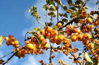 Rijp fruit van een sierappelboom langs de weg van Heiko Kueverling thumbnail