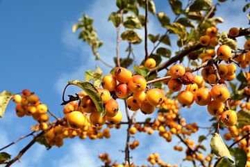 Rijp fruit van een sierappelboom langs de weg