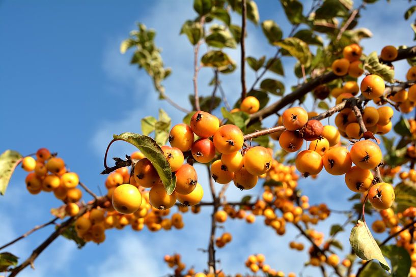 Reife Früchte von einem Zierapfelbaum am Straßenrand von Heiko Kueverling