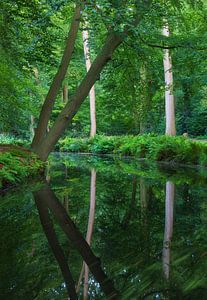 Arbre dans les bois près de l'eau (Groningen) Pays-Bas sur Marcel Kerdijk