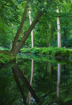 Boom in het bos bij het water (Groningen) Nederland van Marcel Kerdijk
