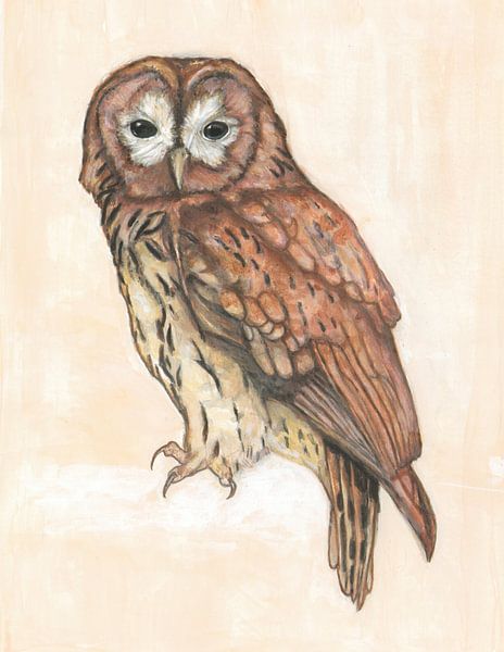 Tawny Owl by Tanja Koelemij