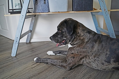 Duitse Dog Boxer Mix Floki