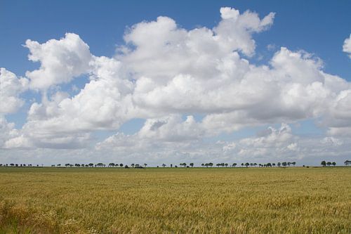 Hogeland (2) von Dolf Siebert