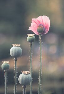 Blumen Teil 400