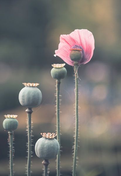 Flowers part 400 by Tania Perneel