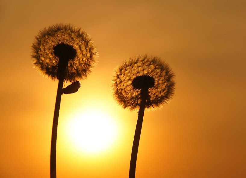 Dandelion in the fields with sunrise  von Sandra Keereweer