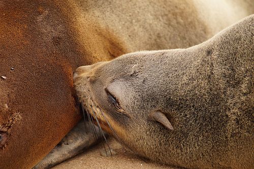 Zogende zeehond