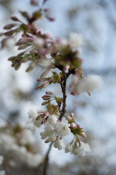 Prunus blossom by Lisette van Gameren