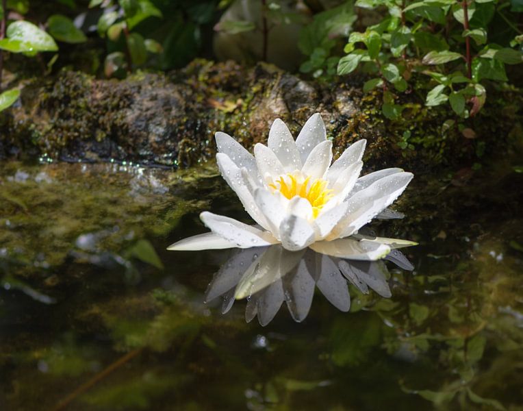 Nénuphar blanc dans l'étang du jardin par ManfredFotos