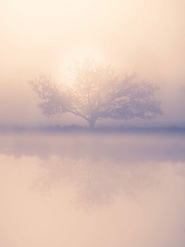 Silhouette et reflet de l'arbre dans un lever de soleil brumeux