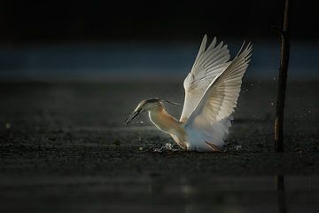 Squacco heron hunting by Erwin Stevens