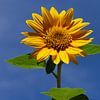 Zonnebloem tegen de helder blauwe zomerse lucht van Jani Moerlands