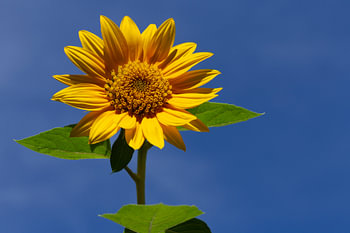 Tournesol sur fond de ciel bleu d'été