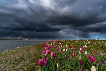 tulpen donkere wolken zeewolde flevoland van Robinotof