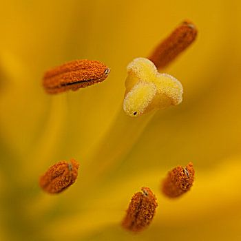 Close-up van een lelie