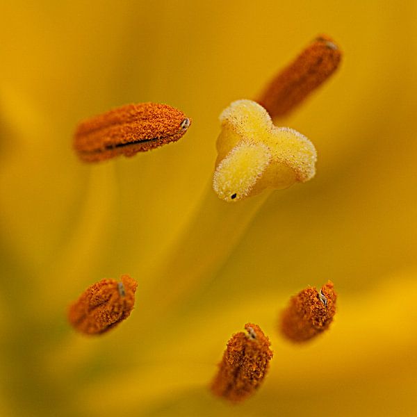 Close-up van een lelie by Gerard Bos