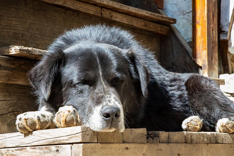 In peace and quiet. Lounging in the sun, by Ton Tolboom