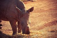 rhino