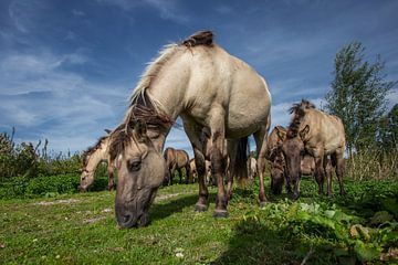 Herd of Konik horses by Inge Wiedijk