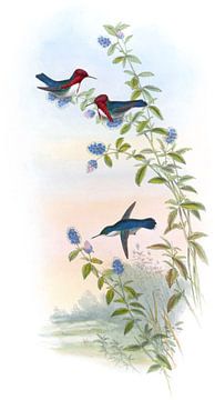 Helena's Calypte, John Gould van Hummingbirds