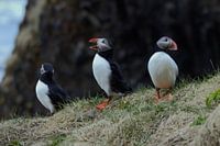 Puffins (Puffins)