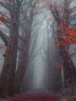 Fairytale Oranjewoud Friesland foggy morning