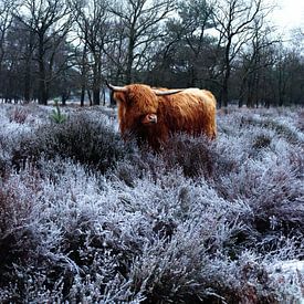 Schotse hooglander in de heide. van The Art Page Of MG