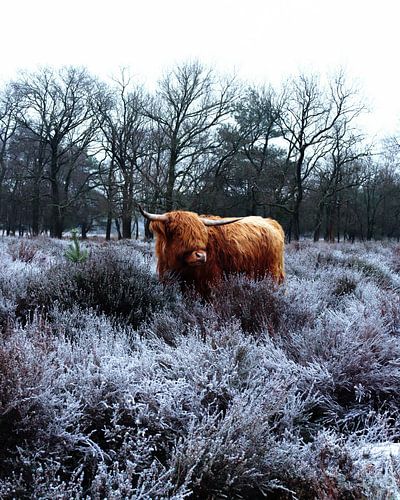 A Highland Cow in the moorland.