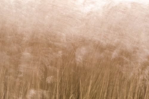 Strabrechtse Heide 286