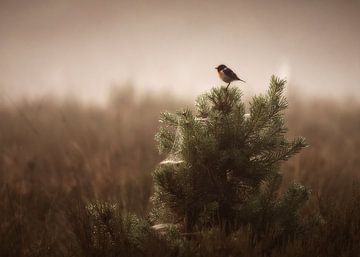 Robins in morning mist by bart dirksen