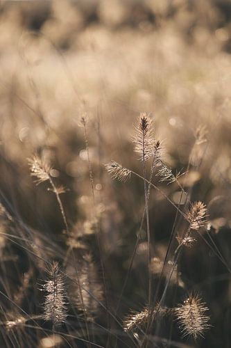 Des panaches sous le soleil d'hiver