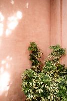 Mur en terre cuite avec plante verte, Malaga