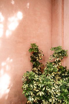 Terracotta muur met groene plant, Malaga van Meike Molenaar