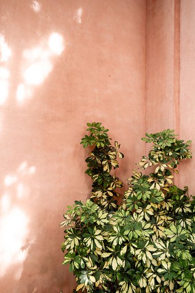 Terracotta wall with green plant, Malaga by Meike Molenaar