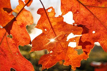 Herfstbladeren in de zon van Jan