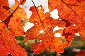 Feuilles d'automne au soleil sur Jan Eltink