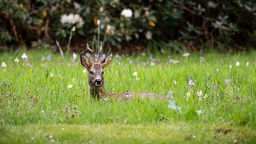 Reebok in een veld met bloemen