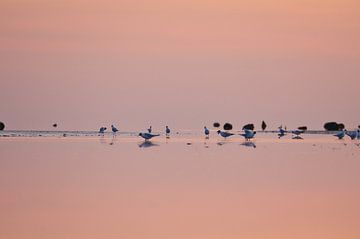 Möwen zum Sonnenuntergang bei Ebbe an der Ostsee von Martin Köbsch