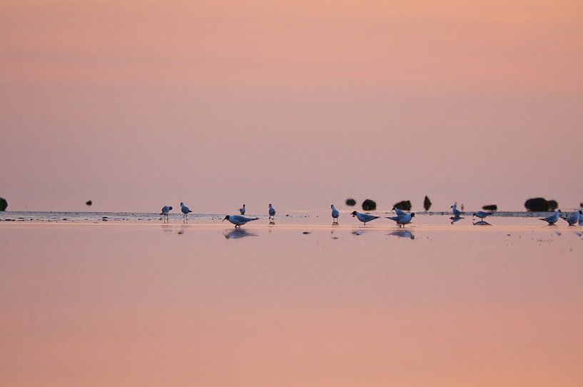 Seagulls at sunset at low tide on the Baltic Sea by Martin Köbsch