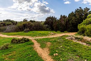 Sur les falaises d'Albufeira | vert | calme | Portugal