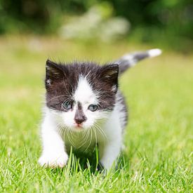 Een jong katje loopt haar eerste pasjes over een grasveld von Henk van den Brink