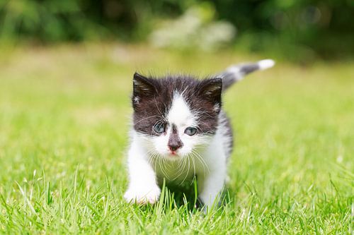Een jong katje loopt haar eerste pasjes over een grasveld