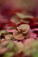 Red clover
