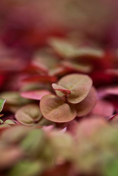 Red clover von marino marino