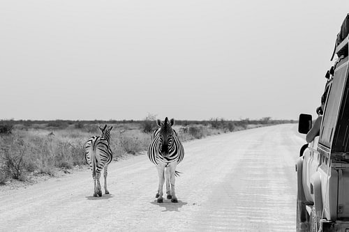 Panorama d'un safari en Namibie avec une jeep 4x4 et des zèbres's. Noir et blanc