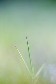 Gras von Robert Wiggers